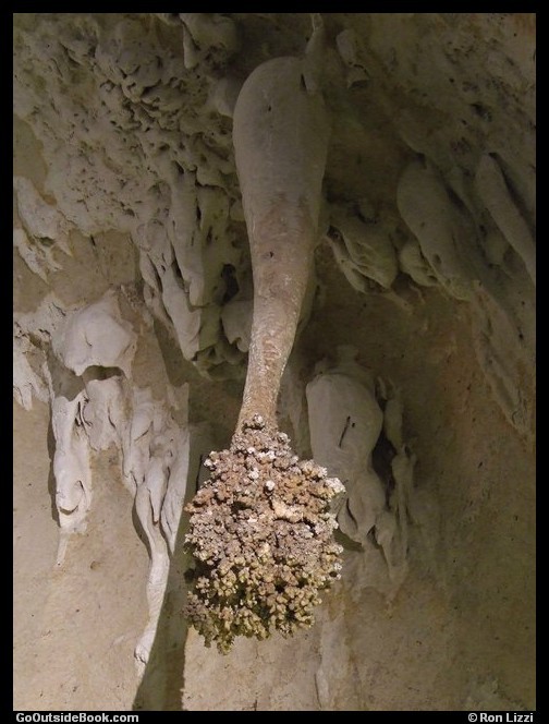 Lion's Tail - Carlsbad Caverns National Park, New Mexico