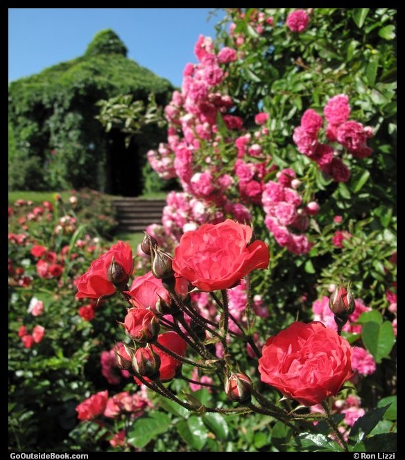 Rose Garden at Elizabeth Park